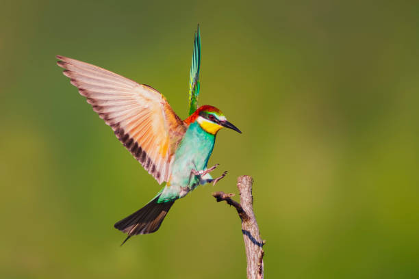 istock colorful bee-eater (Merops apiaster) landing on a branch 1589078939