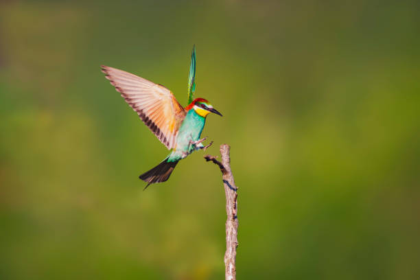 istock colorful bee-eater (Merops apiaster) landing on a branch 1589078951