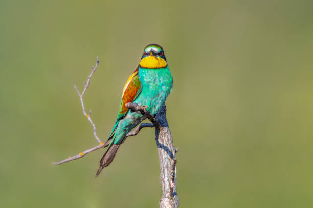 istock colorful bee-eater (Merops apiaster) sits on a branch and looks for insects 1589079497