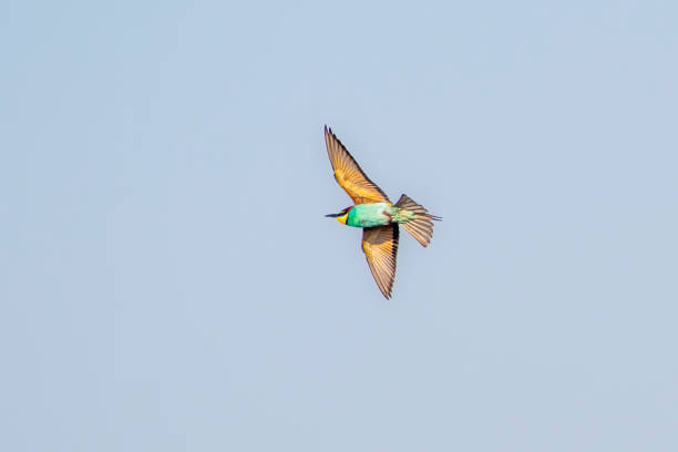 istock colorful bee-eater (Merops apiaster) flies through the air hunting for insects 1589080517