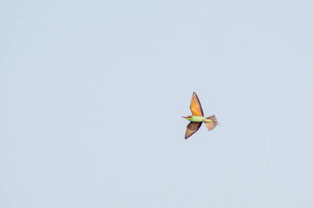 istock colorful bee-eater (Merops apiaster) flies through the air hunting for insects 1589084149
