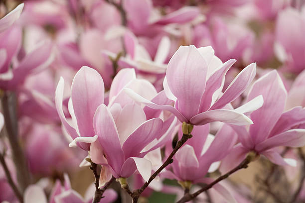 istock Clusters of Magnolia Blooms 158908681