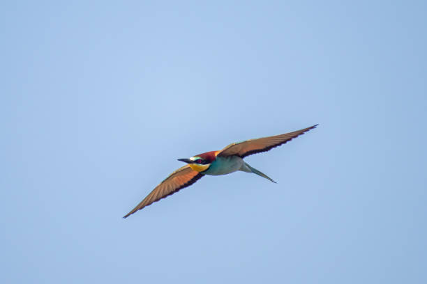 istock colorful bee-eater (Merops apiaster) flies through the air hunting for insects 1589089013