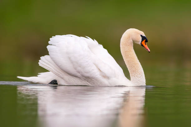 istock mute swan swimming on a reflecting lake (Cygnus olor) 1589091695