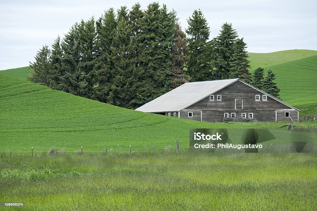 Alte Scheune in wheat field - Lizenzfrei Agrarbetrieb Stock-Foto