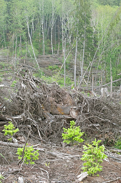 istock Douglas fir saplings in reforested area 158909301