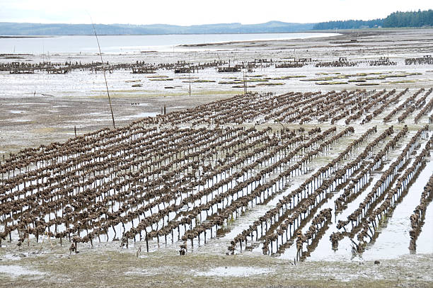Fattening oysters staked to bottom of bay Fattening oysters strung on polypropylene rope and staked to bottom of Willapa Bay at low tide on Washington state's coast oyster washington state water industry stock pictures, royalty-free photos & images