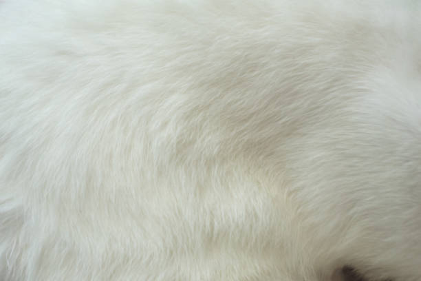 istock Cat white fur detail texture closeup background 1589094453