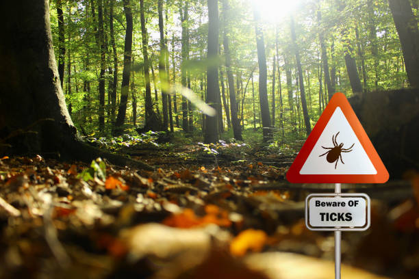 istock Tick insect warning sign . Lyme disease and tick-borne meningitis (meningoencephalitis) transmitter 1589096545