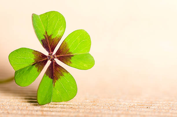 four-leaved cloverleaf stock photo