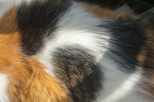Cat fur closeup black yellow white color detail background