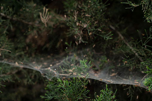 Wasp spider, Argiope, web covered by dew. Abstract natural background. Selective focus. Dangerous poisonous arachnid.