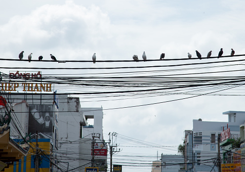 Pigeons perched on electric wires in the street of Vietnam, Ben Tre province