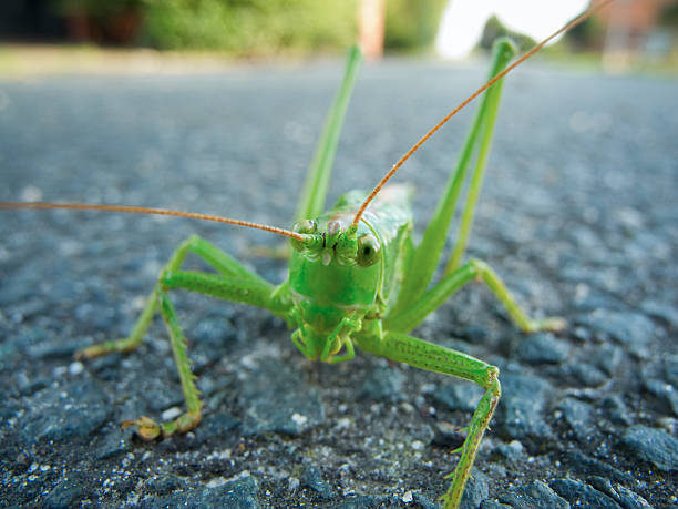 Great Green Bush Cricket front ground-hugging close-up of a single green Grasshopper (Tettigonia viridissima) sitting on asphalt giant grasshopper stock pictures, royalty-free photos & images