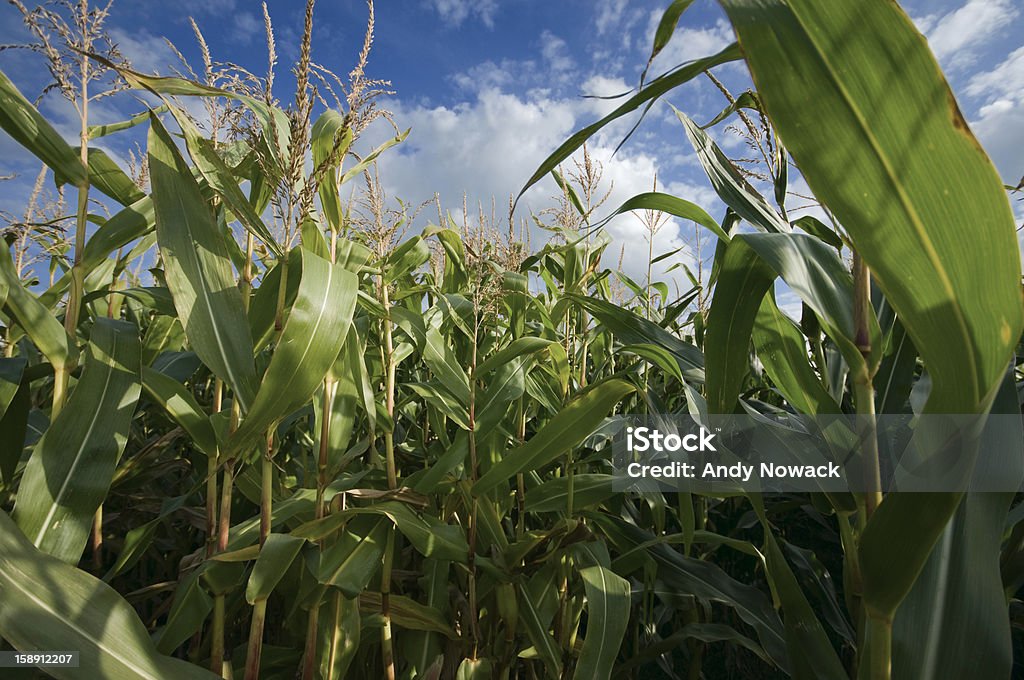 maize de plantes - Photo de Agriculture libre de droits