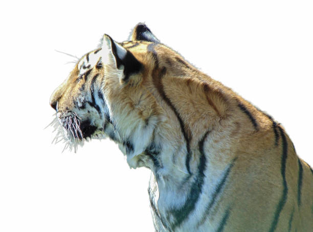 istock Siberian tiger isolated on white background 1589128124