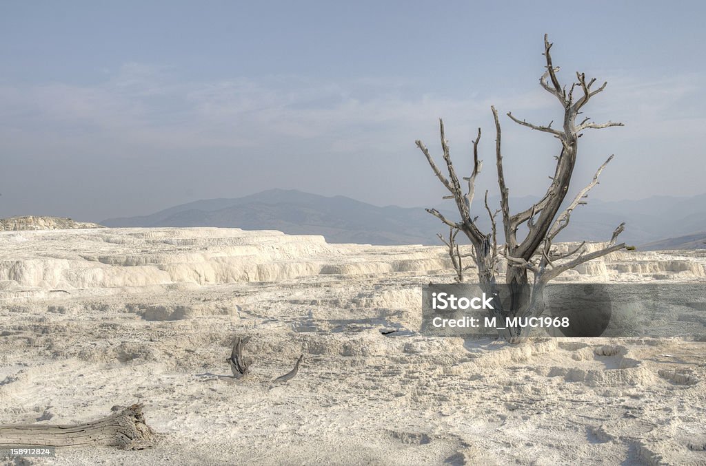 Dead Baum - Lizenzfrei Wyoming Stock-Foto