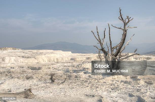 Dead Baum Stockfoto und mehr Bilder von Wyoming - Wyoming, Abgestorbene Pflanze, Alge