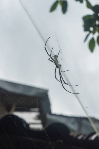 istock Spider Nephila pilipes golden orb-web spider on netting web closeup detail background 1589128655