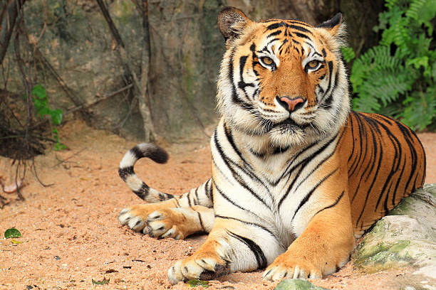 Tiger Portrait of a Royal Bengal tiger tiger stock pictures, royalty-free photos & images
