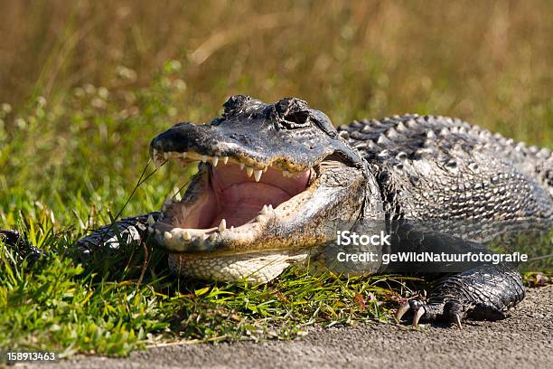 Aligátor Americano - Fotografias de stock e mais imagens de Aligátor - Aligátor, Aligátor americano, Animal selvagem