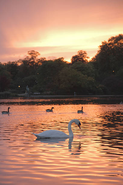 istock Swan on the Serpenine, Hyde Park, London 158913547