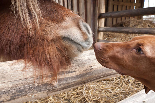 istock Horse and dog 158913561