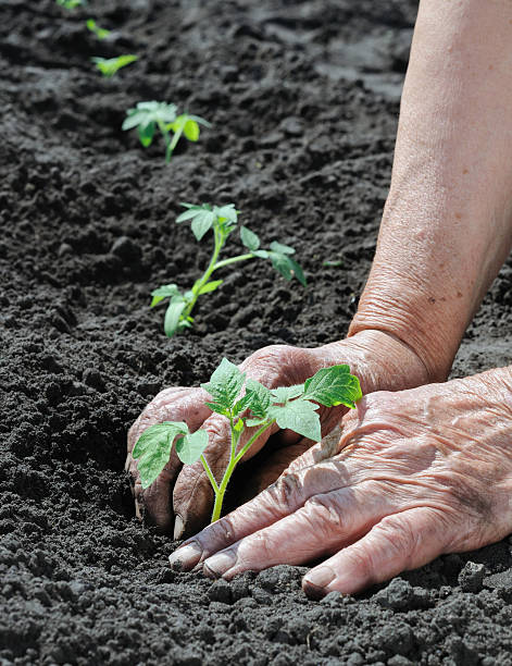istock senior woman planting a tomato seedling 158913922