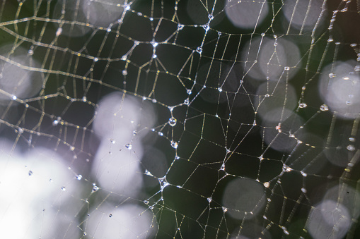 Close-up of a spider web with dew drops against the morning sunlight.