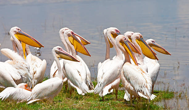 istock Pelicans at Lake Nakuru 158914158