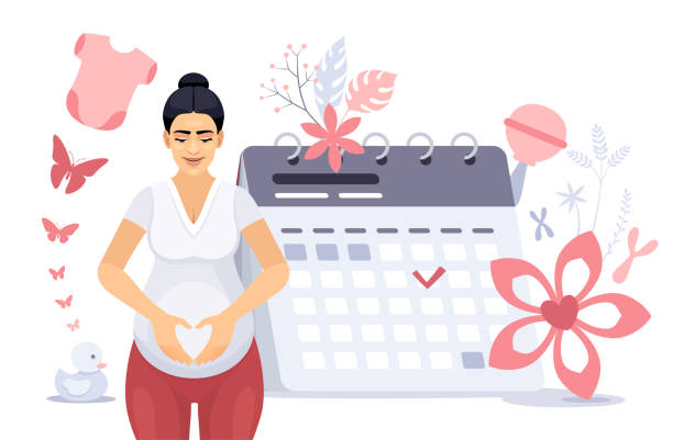 Pregnant Woman expecting childbirth. A happy pregnant woman with a calendar. A cute woman hugs her belly and stands by the planner calendar. Pregnant Woman expecting childbirth. A happy pregnant woman with a calendar. A cute woman hugs her belly and stands by the planner calendar. family planning together stock illustrations