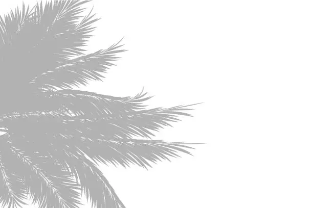 Vector illustration of Shadow of palm leaves or coconut leaves