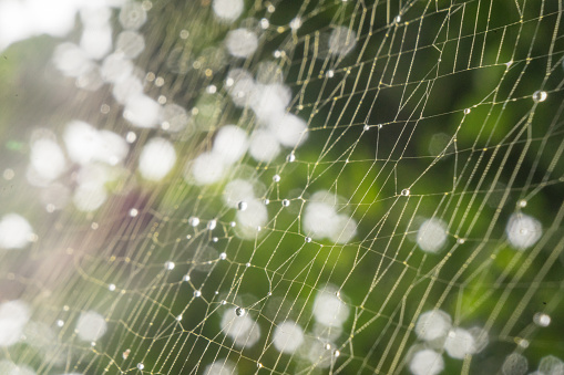 Rain drops on spider's web surrounded by green plants. Moody dark background.