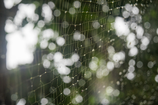 Spider web wet water drops with bokeh green tree background detail closeup