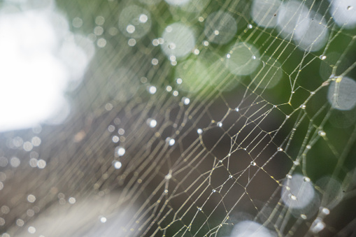 Dew drops on a web