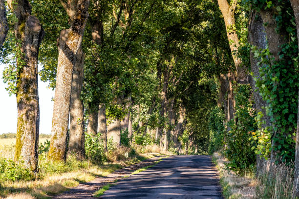 istock alley in summer in Poland 1589156462