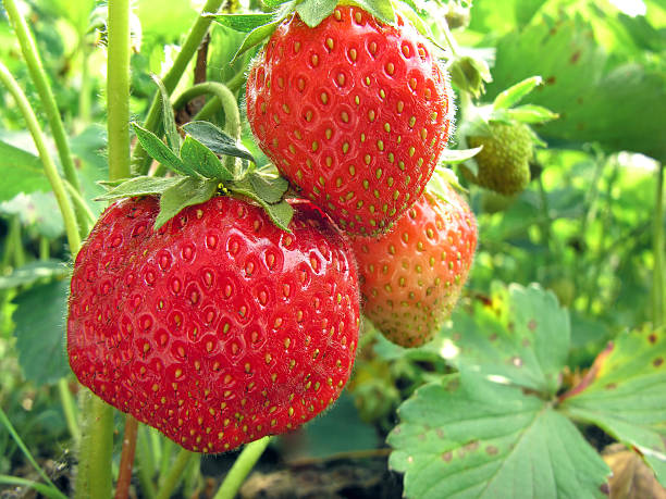 istock ripe strawberry in the garden 158915933