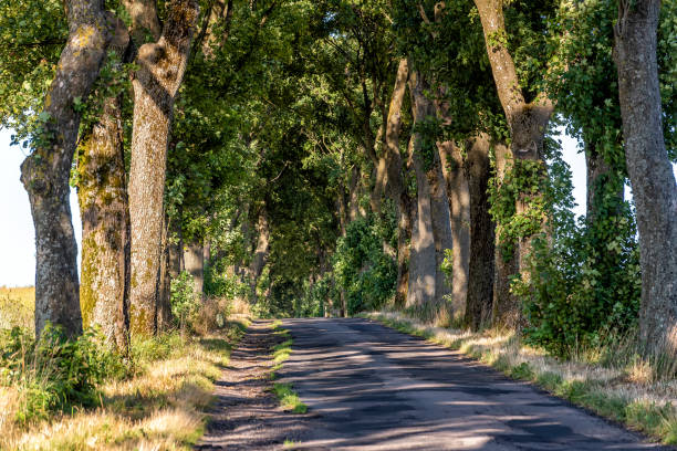 istock alley in summer in Poland 1589160239