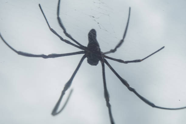 istock Spider Nephila pilipes golden orb-web spider on netting web closeup detail background 1589161281
