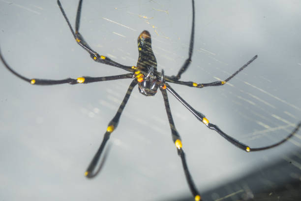 istock Spider Nephila pilipes golden orb-web spider on netting web closeup detail background 1589161283