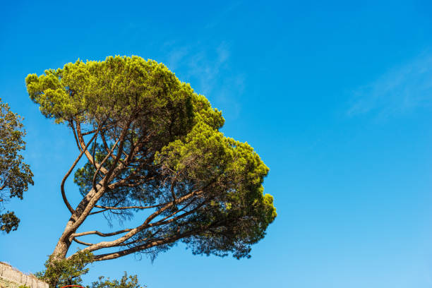 Green maritime pine against a clear blue sky. Mediterranean region, coast of the Mediterranean sea, Liguria, Italy, southern Europe.