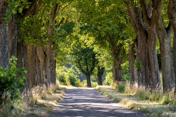 istock alley in summer in Poland 1589163946