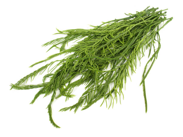 istock Asian Horsetail - Chaom Acacia 1589164470