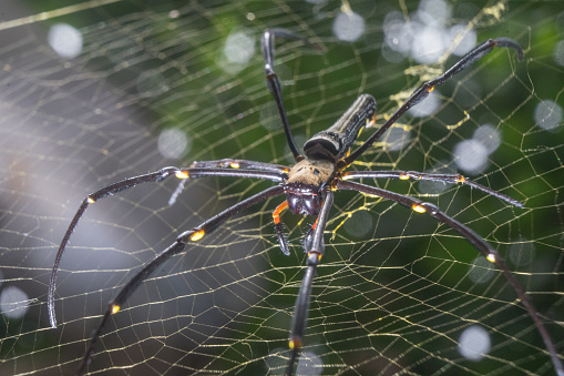 Spider Nephila pilipes golden orb-web spider on netting web closeup detail background