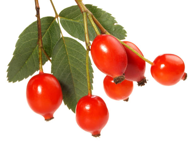 istock Fresh Rosehip - Healthy Nutrition 1589167638