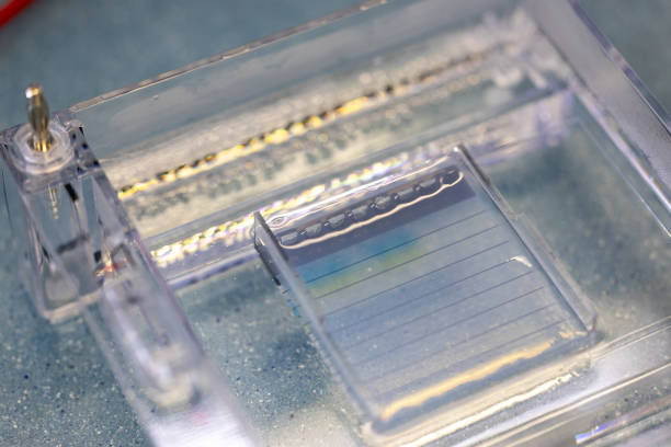istock Polymerase Chain Reaction (PCR) and Agarose gel electrophoresis is a method of gel electrophoresis used in biochemistry. 1589169607