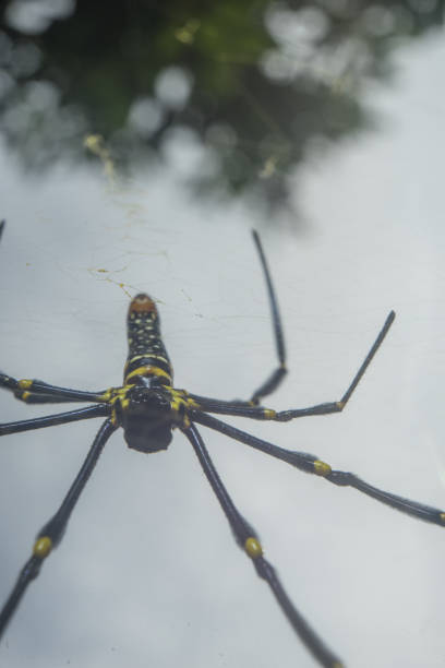 istock Spider Nephila pilipes golden orb-web spider on netting web closeup detail background 1589173454