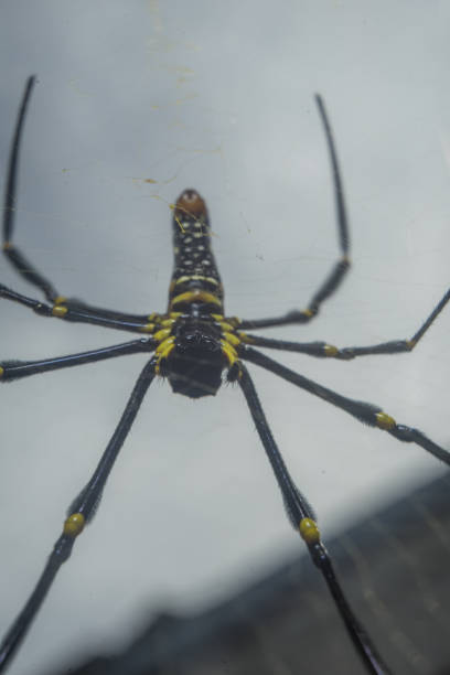 istock Spider Nephila pilipes golden orb-web spider on netting web closeup detail background 1589173988