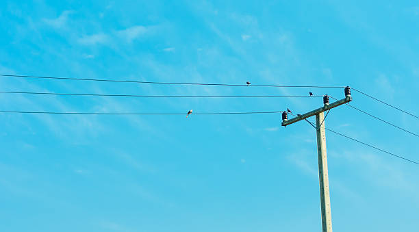 istock Electricity post with bird hold on Electric cable 158918263