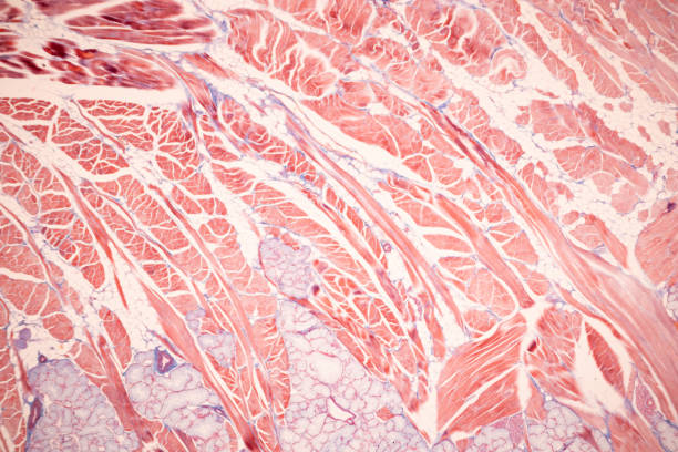 istock Thyroid gland and Thymus gland human Child under the microscope for education in the laboratory. 1589187694
